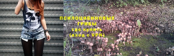 PSILOCYBIN Белокуриха
